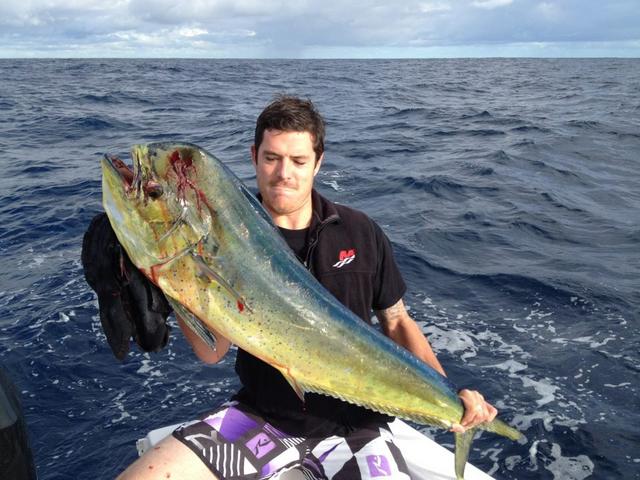 Metro Dollie - Horse Metro Dollie - Horse