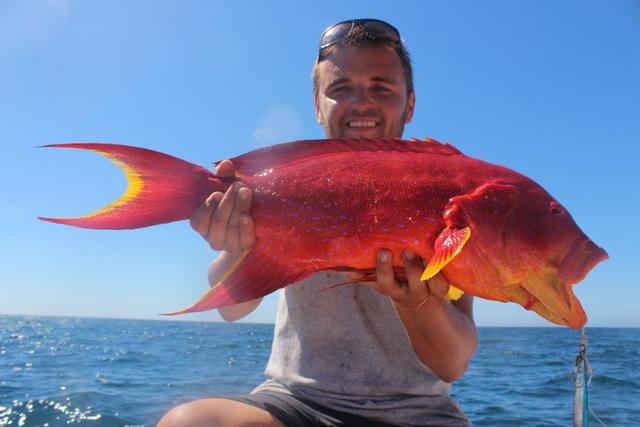 Horse Coronation on a shout Horse Coronation on a shout