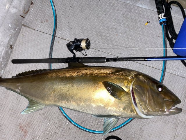 Sambo/amberjack Sambo/amberjack