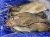 Fish id Fish id
