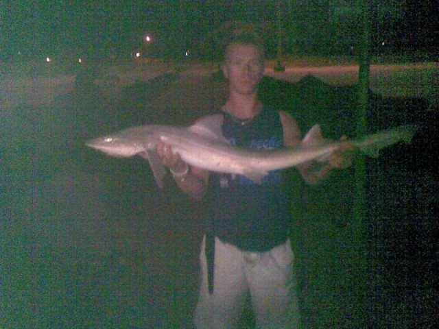 nice little gummy caught last night from shore :D nice little gummy caught last night from shore :D