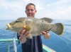 Dazsam's Maori Wrasse