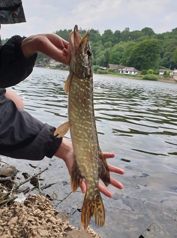 English pike English pike