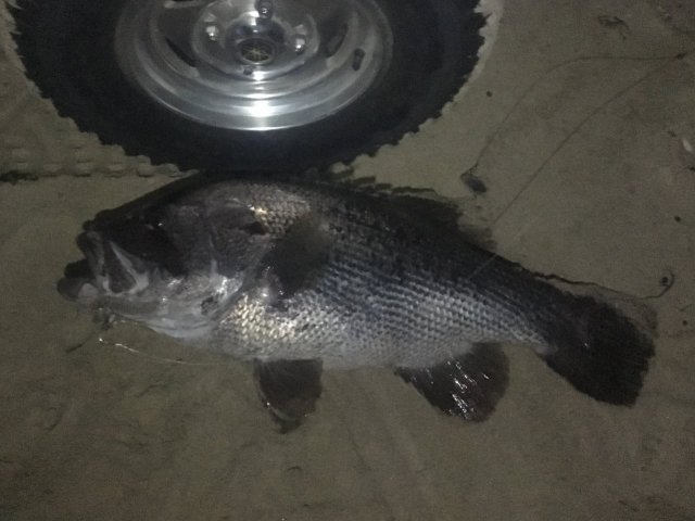 PB from the shore - 80cm Dhuy 