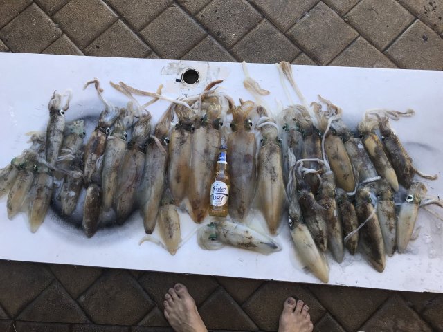 Squid run today Squid run today