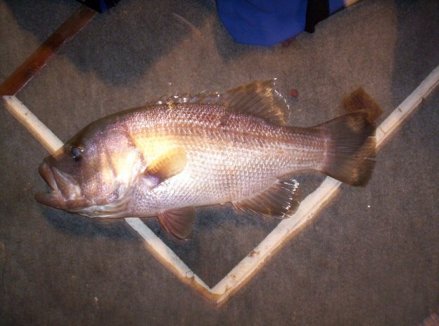 City Beach Dhufish City Beach Dhufish