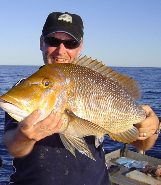 Cropped Spanglie 2 Cropped Spanglie 2