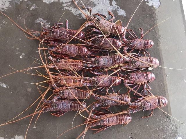 Cray ( report) in close Cray ( report) in close