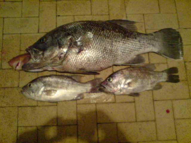 Winter Fillets