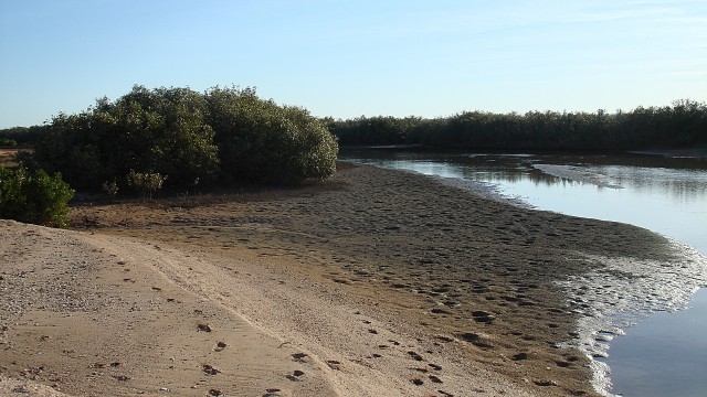 mangroves at low tide mangroves at low tide