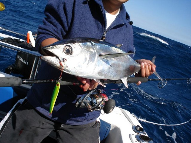 Small bluefin on jig2
