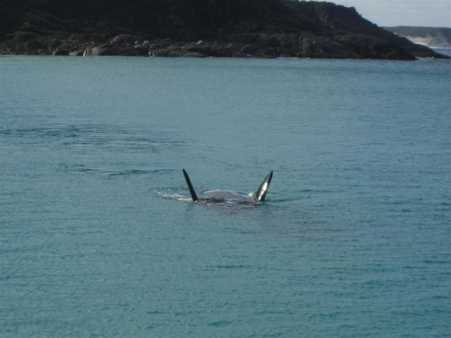 Bremer Whale2