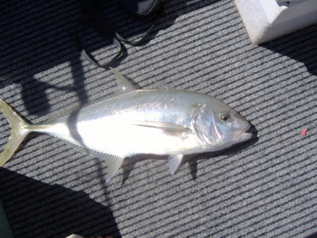 Gold Spotted Trevally 8/4/07 Gold Spotted Trevally 8/4/07