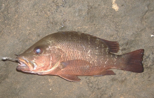 Mangrove Jack