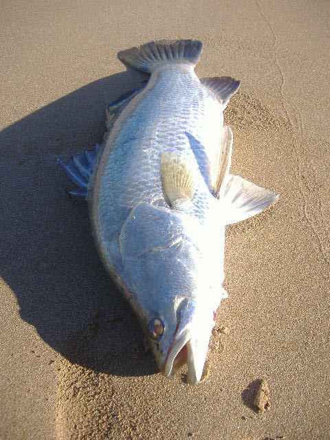 First barra for the season, another pic