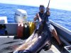 Jurien Bay Blue Marlin