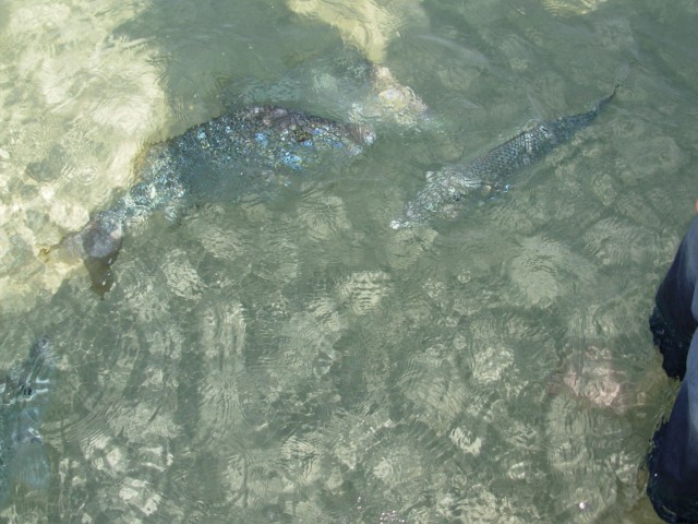 Coral Bay Spanglies Coral Bay Spanglies