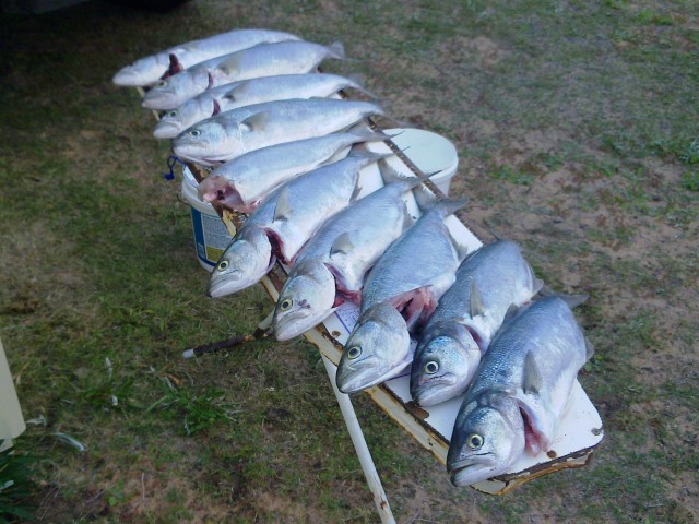 nice afternoons fishing nice afternoons fishing