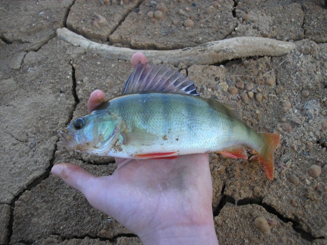 Wellington dam redfin Wellington dam redfin