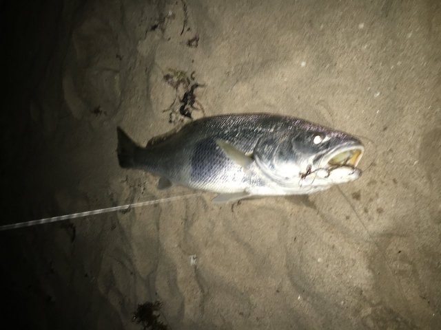 Mulloway at Falcon Beach Mulloway at Falcon Beach