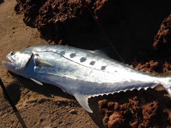 Queenfish Exmouth Queenfish Exmouth