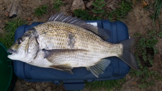 BUNBURY BLACK BREAM BUNBURY BLACK BREAM