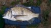 BUNBURY BLACK BREAM