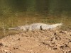 Freshwater Croc