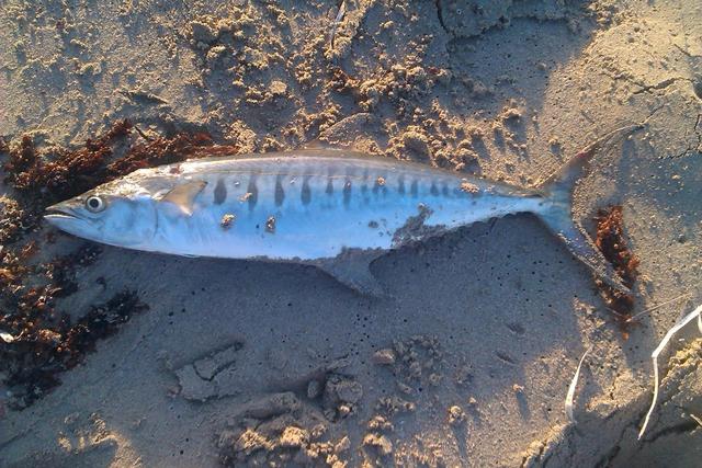 landbased broad bar landbased broad bar