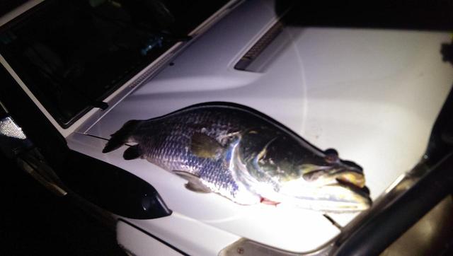 98cm Barramundi 98cm Barramundi