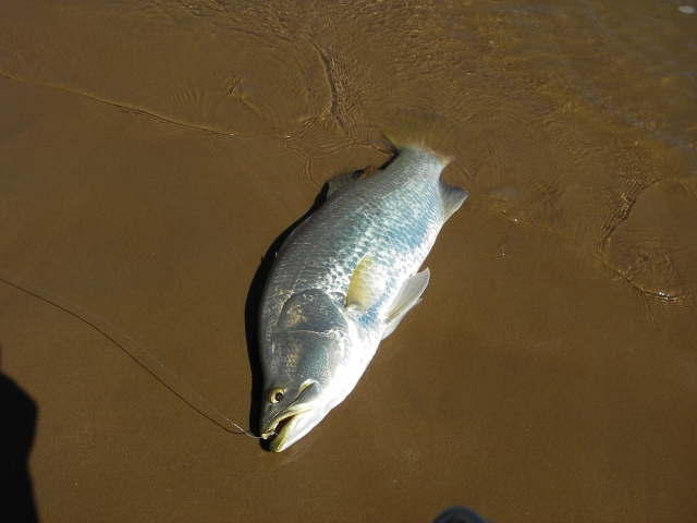 Glenns 70cm Barra 24/02/07 (2)