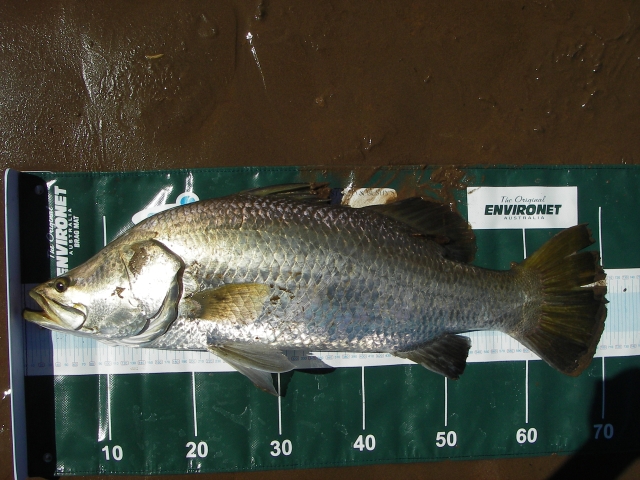 Glenns 70cm Barra on the Brag Mat Glenns 70cm Barra on the Brag Mat