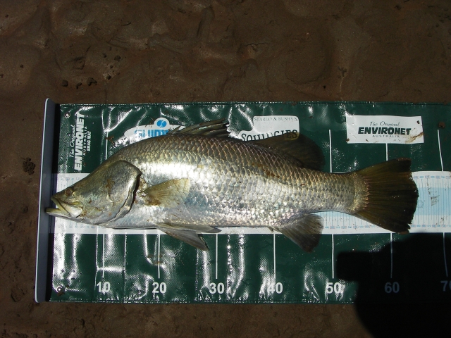 Glenns 65cm Barra on the Brag mat Glenns 65cm Barra on the Brag mat