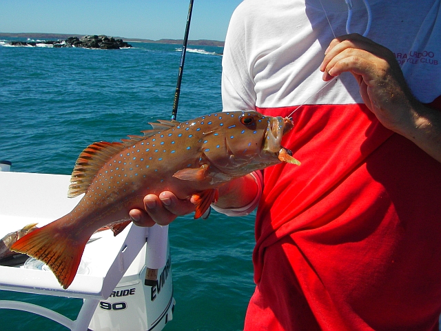 Coral trout on SP