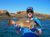 Coral Trout on popper