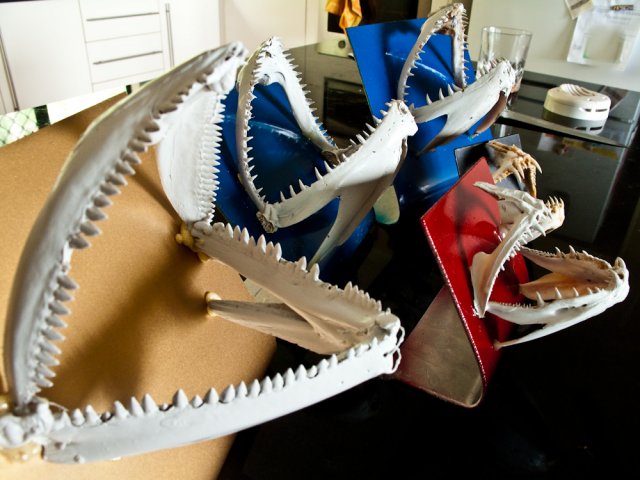 fish jaws fish jaws