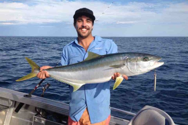 westend kingfish westend kingfish