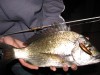 nother shot of bream