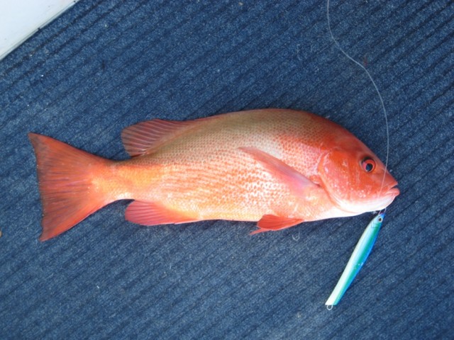 Scarlet Sea Perch on a jig