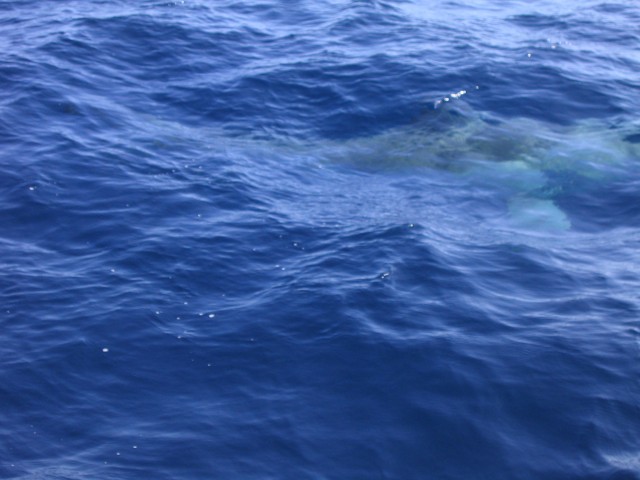 Big shark Big shark