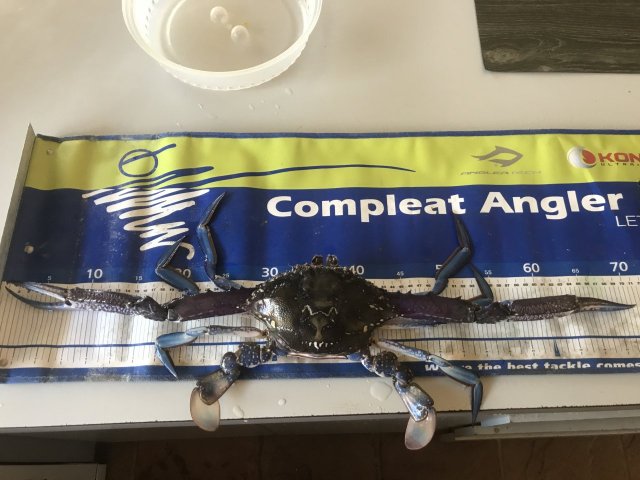 Nice crabs