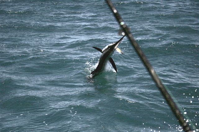 Sailfish Action Exmouth Gulf