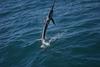 Sailfish Action Exmouth Gulf 4