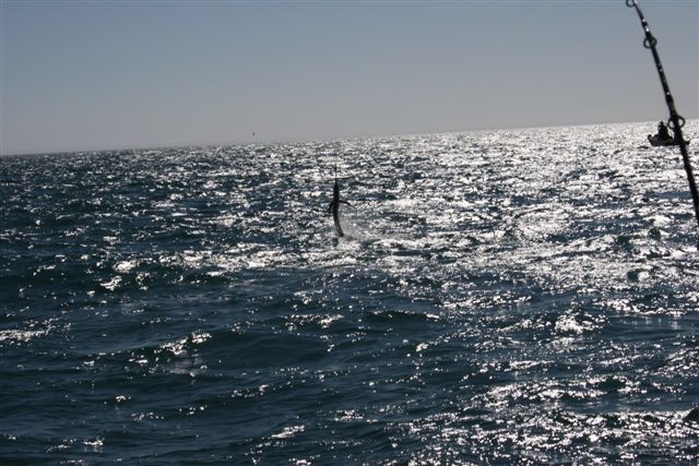 Sailfish Action Exmouth Gulf 7