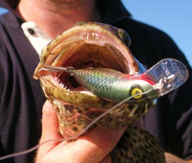 another cod on a skin deep