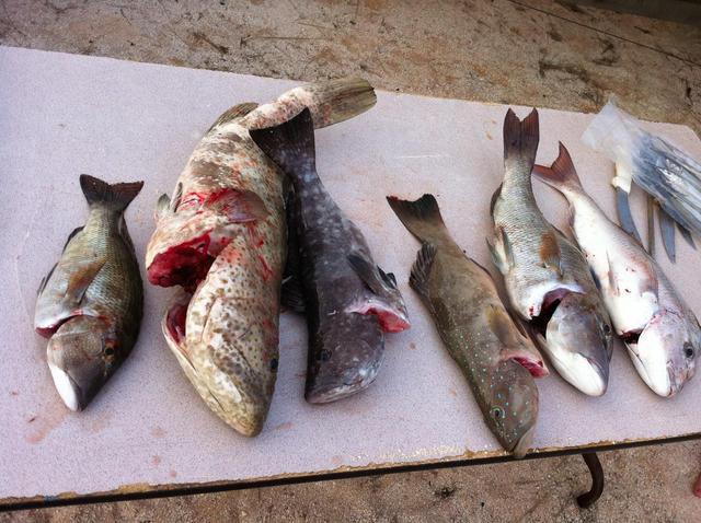 follow up on last write up about denham fishing