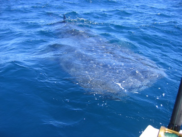 check this whale shark that came to check us out  it was so cool !!!!!!!