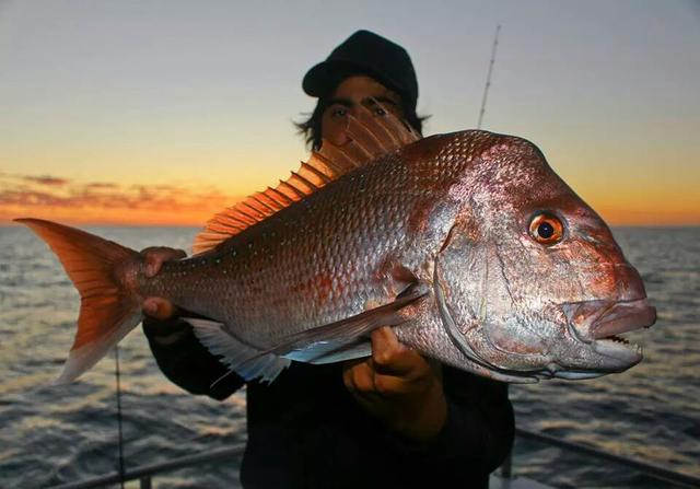 Abrolhos Snapper Abrolhos Snapper