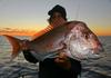 Abrolhos Snapper