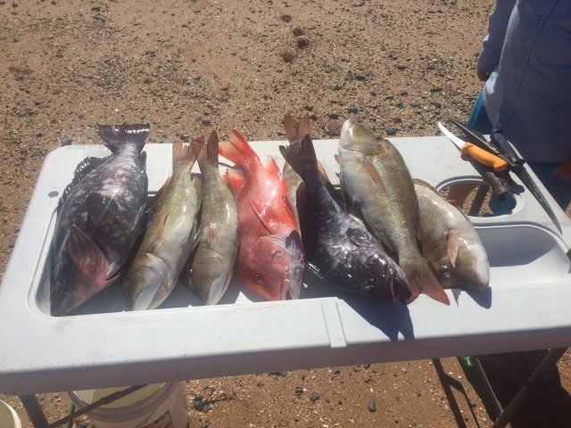 good catch good catch